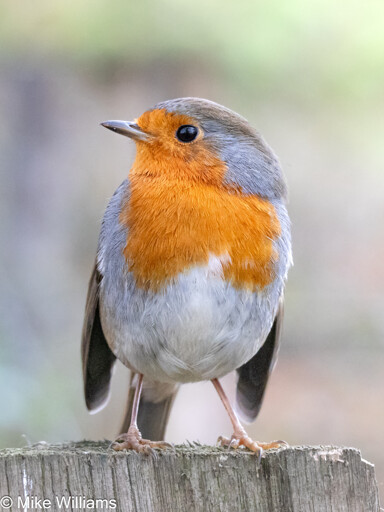 A European Robin perched on a fence post