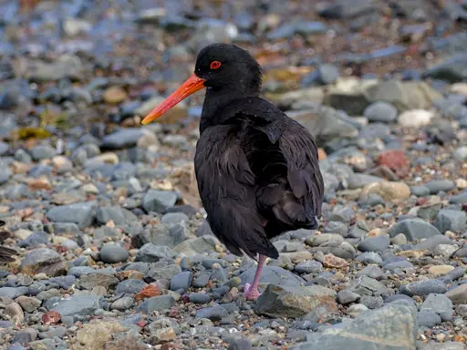 A black feathered shorebird with an orange red beak standing on a pebble beach