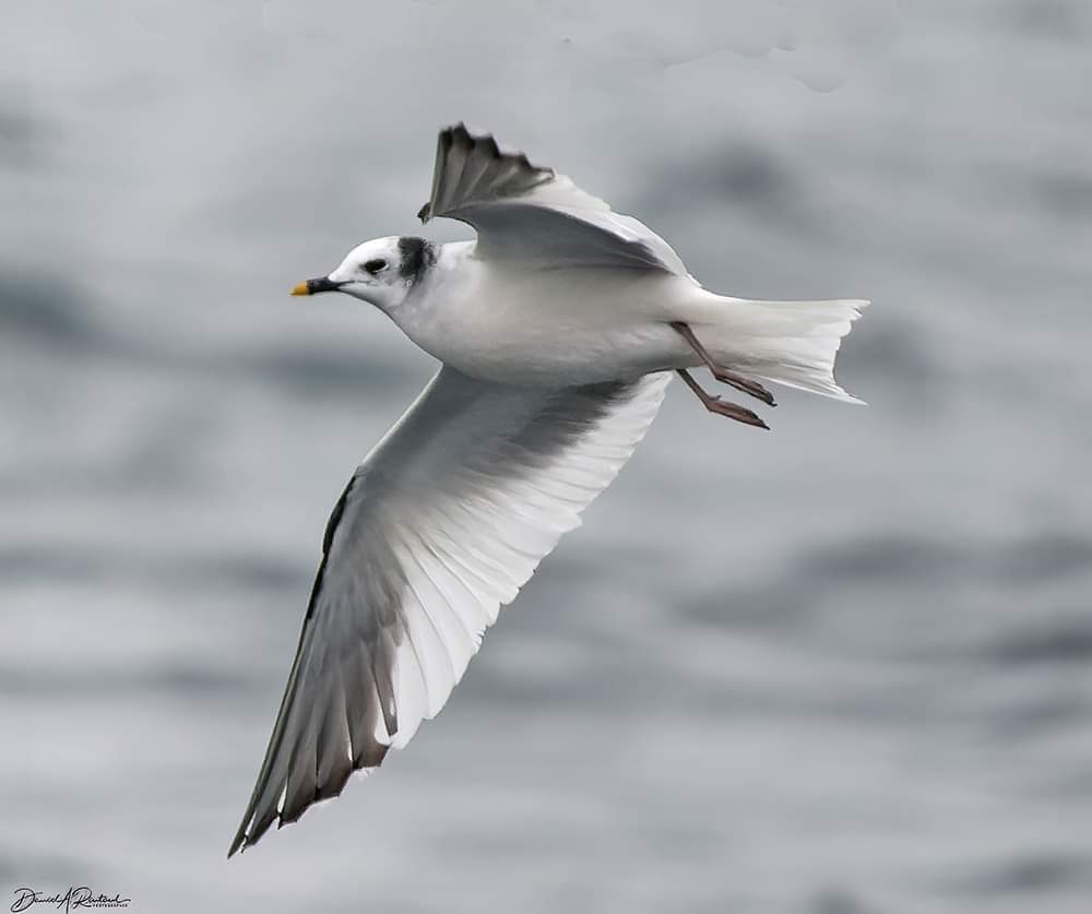 Mostly white bird with black triangles on outer wings, soaring over a gray sea