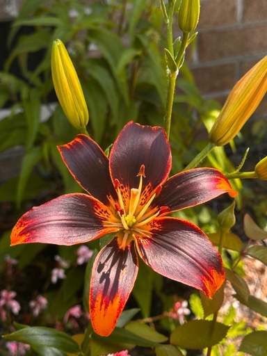 Photo of lily flower in full bloom with several more buds on the same stalk visible in the background
