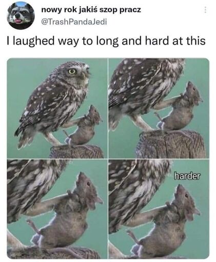A picture of an owl holding/crushing a rat by it's neck with it's talons is copied four times and made into a quadrant. From left to right it zooms in on the squirrel and the last picture has the text saying "harder" implying that the squirrel likes it.