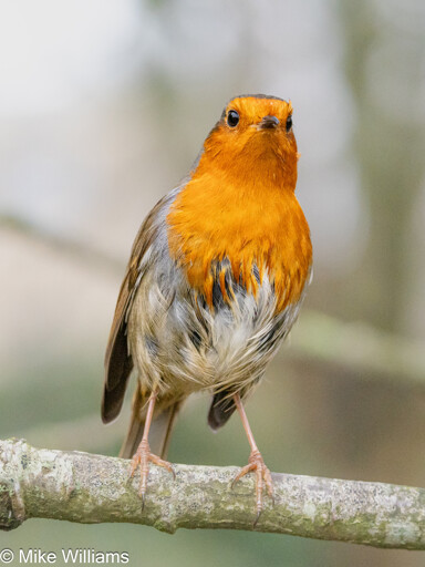 A European Robin perched on a tree branced. Neck extended, bird is looking instensely at something out of shot.