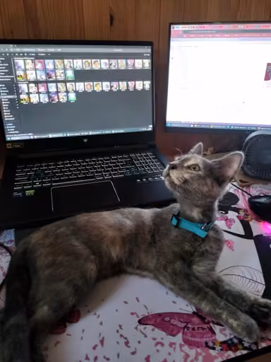 Picture of my cat chilling in front of my laptop.