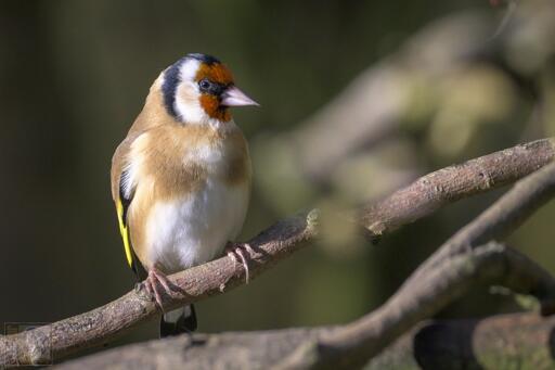 a gold and white breasted bird with a red face with white and black bands around its head