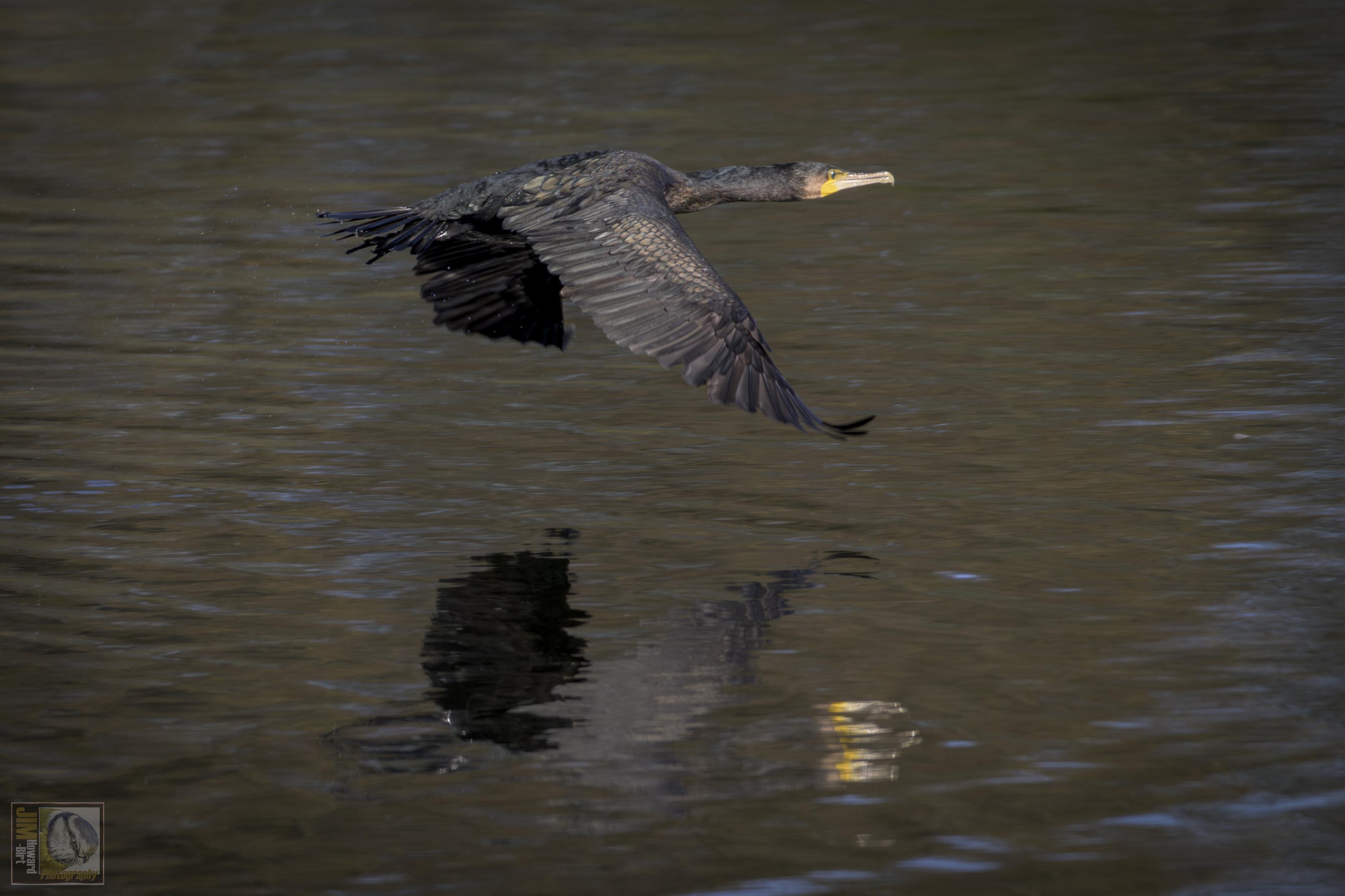 A large black seabird flying a couple of feet from the lake surface