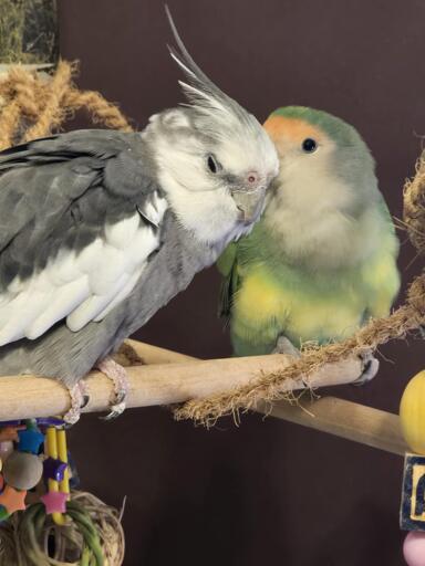 A white-faced cockatiel (a white and charcoal bird with no orange on him) leans into the face and beak of a chubby lovebird. This is Boobear the 28-year-old cockatiel and Nyota the lovebird rescued from Hurricane Isaac in 2012. Photo by Peachfront. Nov. 22, 2024.