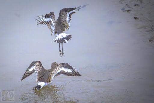 A Pair of squabbling Godwit