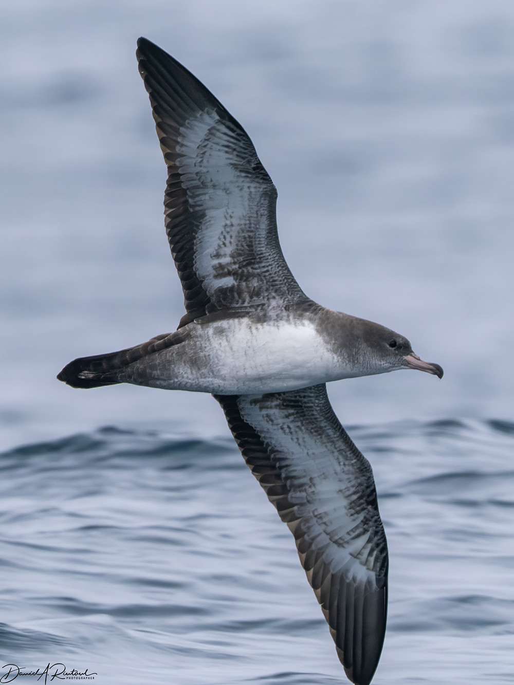 long-winged bird with gray head and pinkish bill, soaring over the ocean