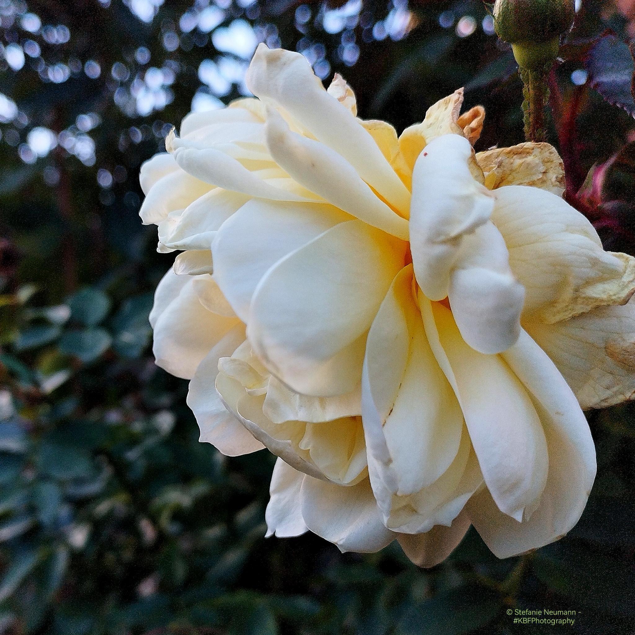 A close-up of a slightly backlit, cream-yellow rose flower.