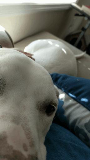 A pit mix, testing the validity of stereotypes