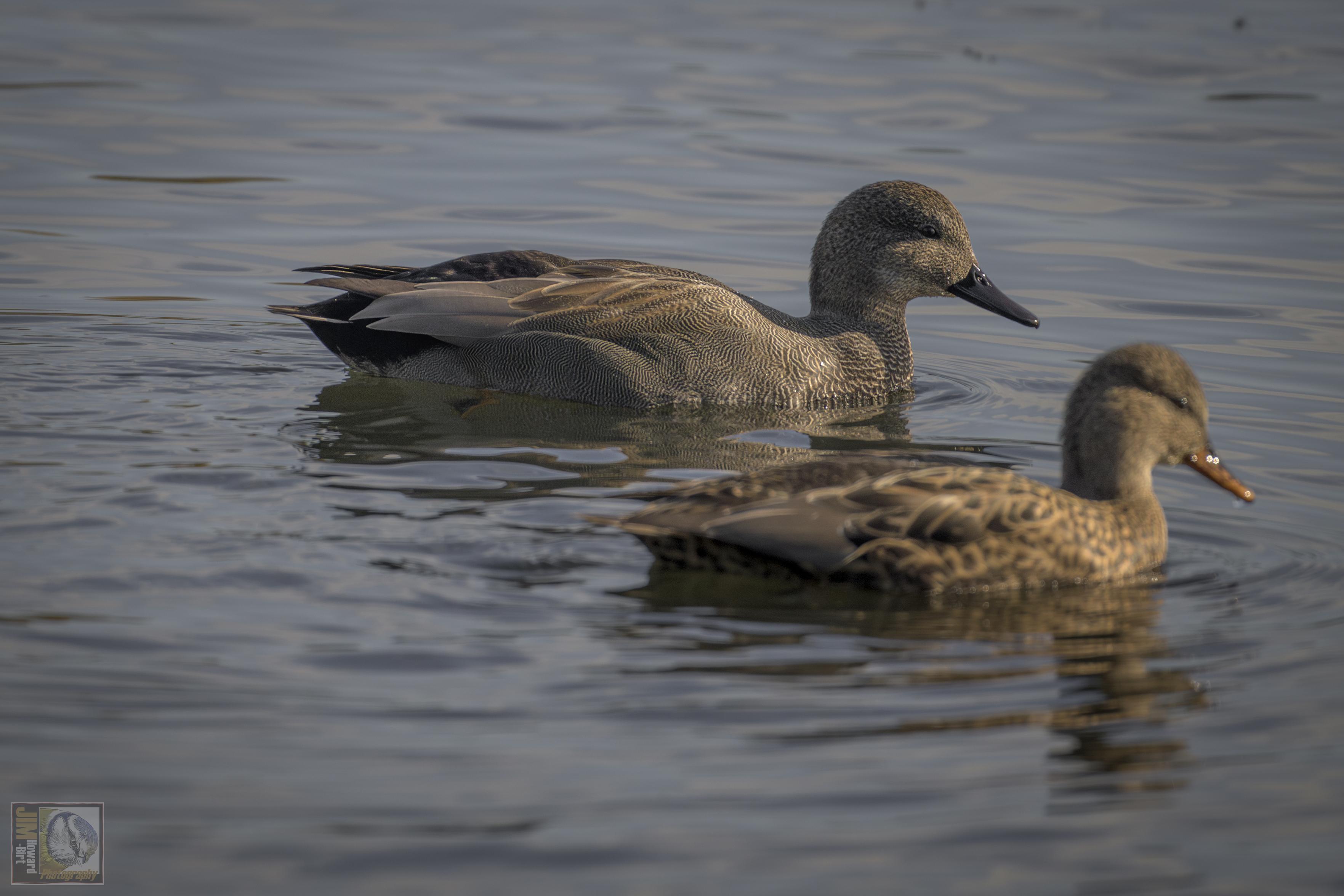 a pair of Dusks paddling slowly across a lake