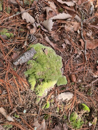 unidentified ~~lichen~~