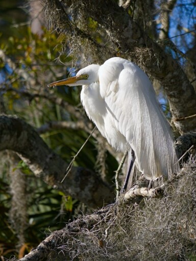 A great egret in profile perched on a tree branch