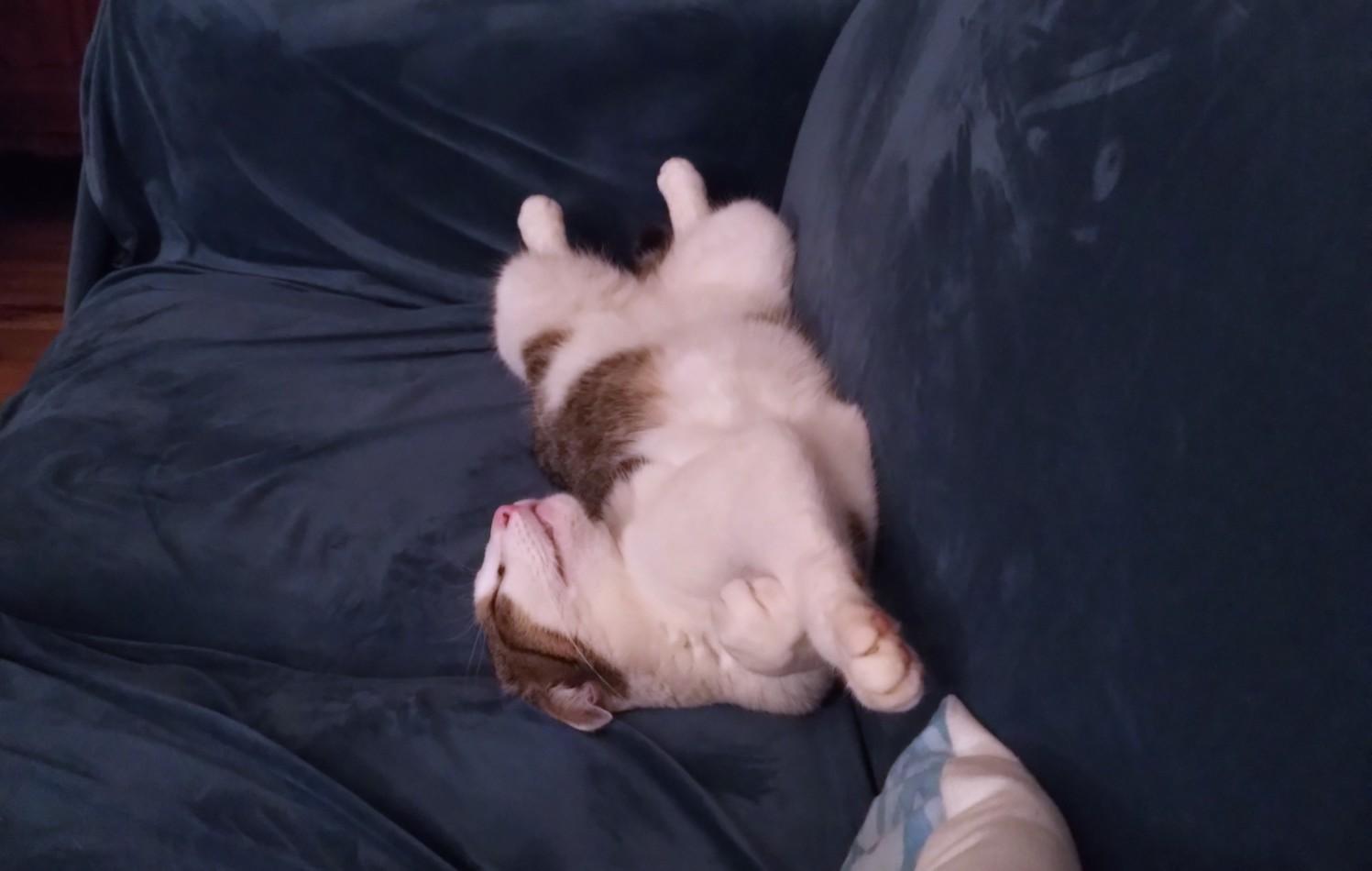 A tabby-and-white cat sleeping on a cobalt-colored couch. It's laying on his back, with both of his paws extended, his head is tilted to the left and his front paws are to the right, but one is sticking towards the viewer. The pose wouldn't be out-of-place for a human being but is rather bizarre for a cat.