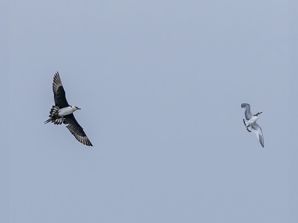 Larger dark bird with two longer central tail feathers flying toward a lighter smaller bird with a dark band across the tail tip