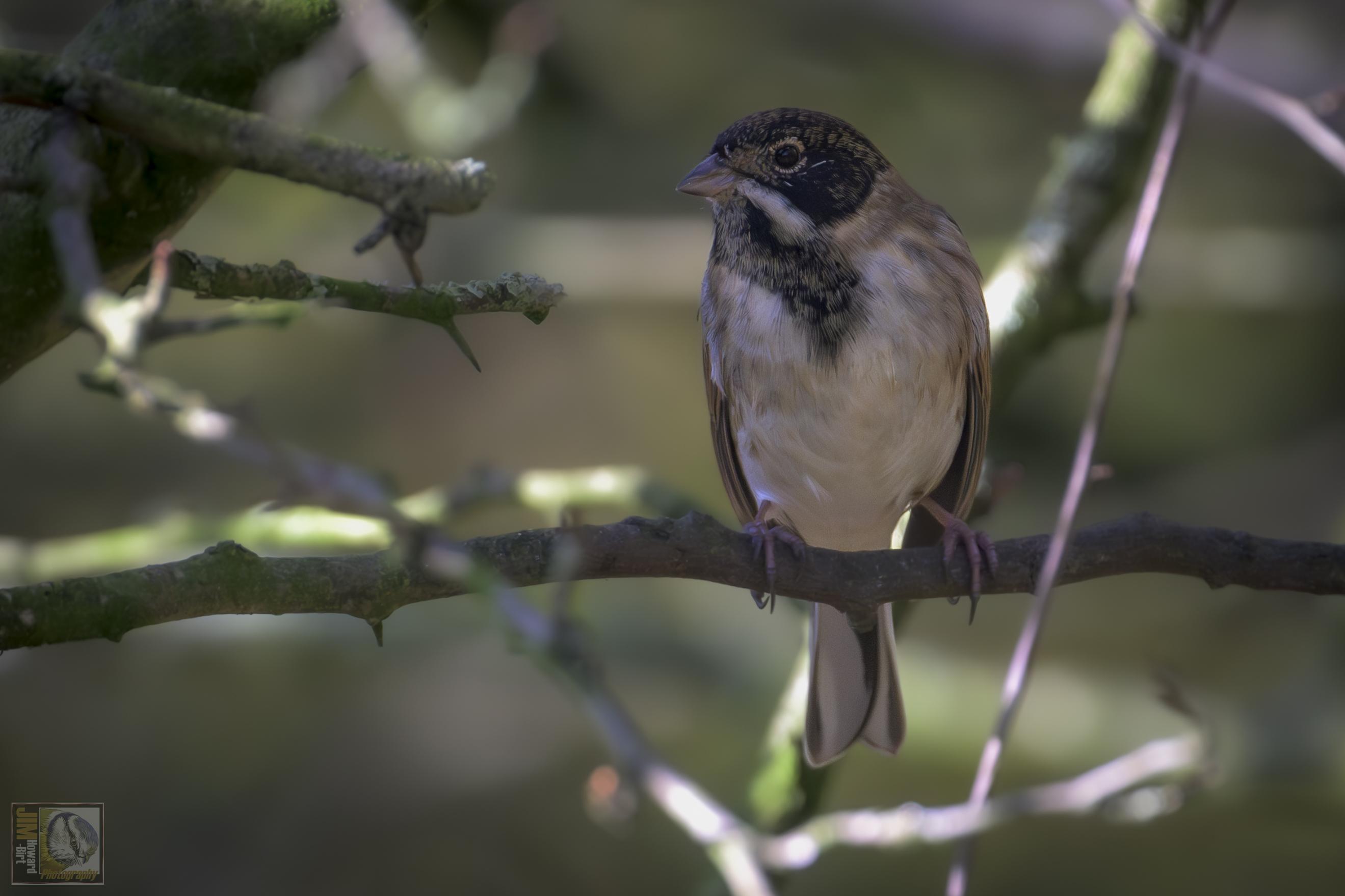 A small bird with a white stripe below its eyes