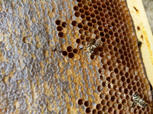 a honeycomb, partially filled, with a couple of dead bees on it