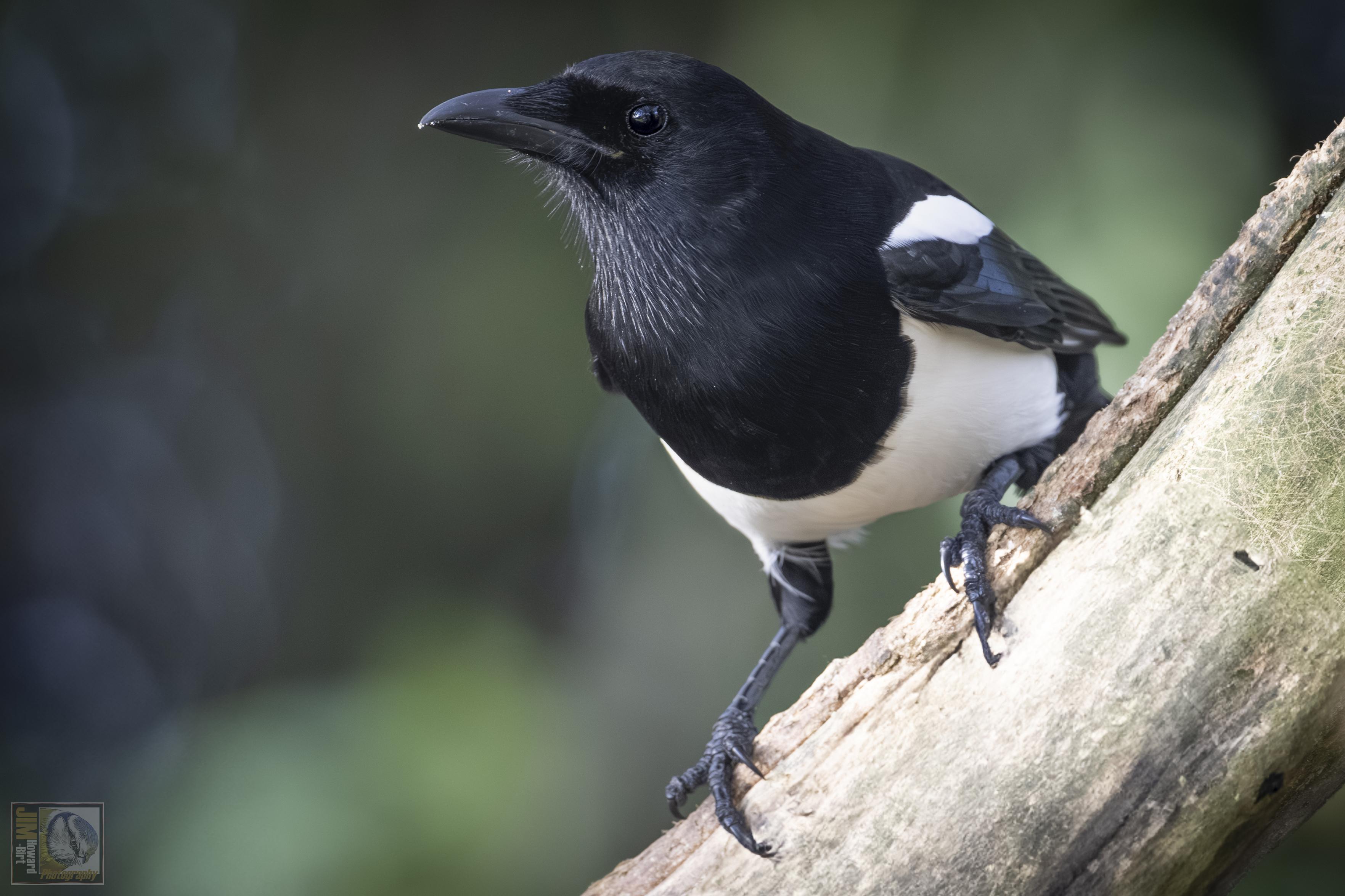 A Black and white member of the Corvid family perched on a trunk