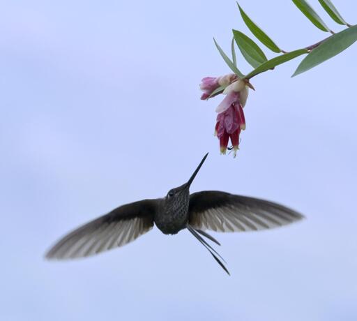 A brown hummingbird with spots on the throat is flying almost head-on with long beak lifted to reach a pink flower. This is the Bronzy Inca. Huembo, Peru. Photo by Peachfront. Nov 2024.