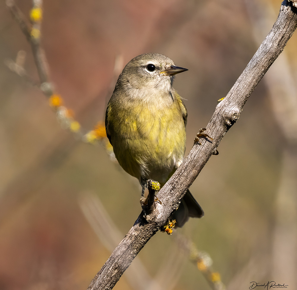 small bird with pointed black bill, light yellow underparts, and grayish head, perched on a slanted twig