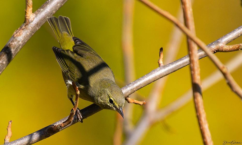 Olive-drab bird with white eye arc and yellow rump, perched on a twig in a yellow-leafed background