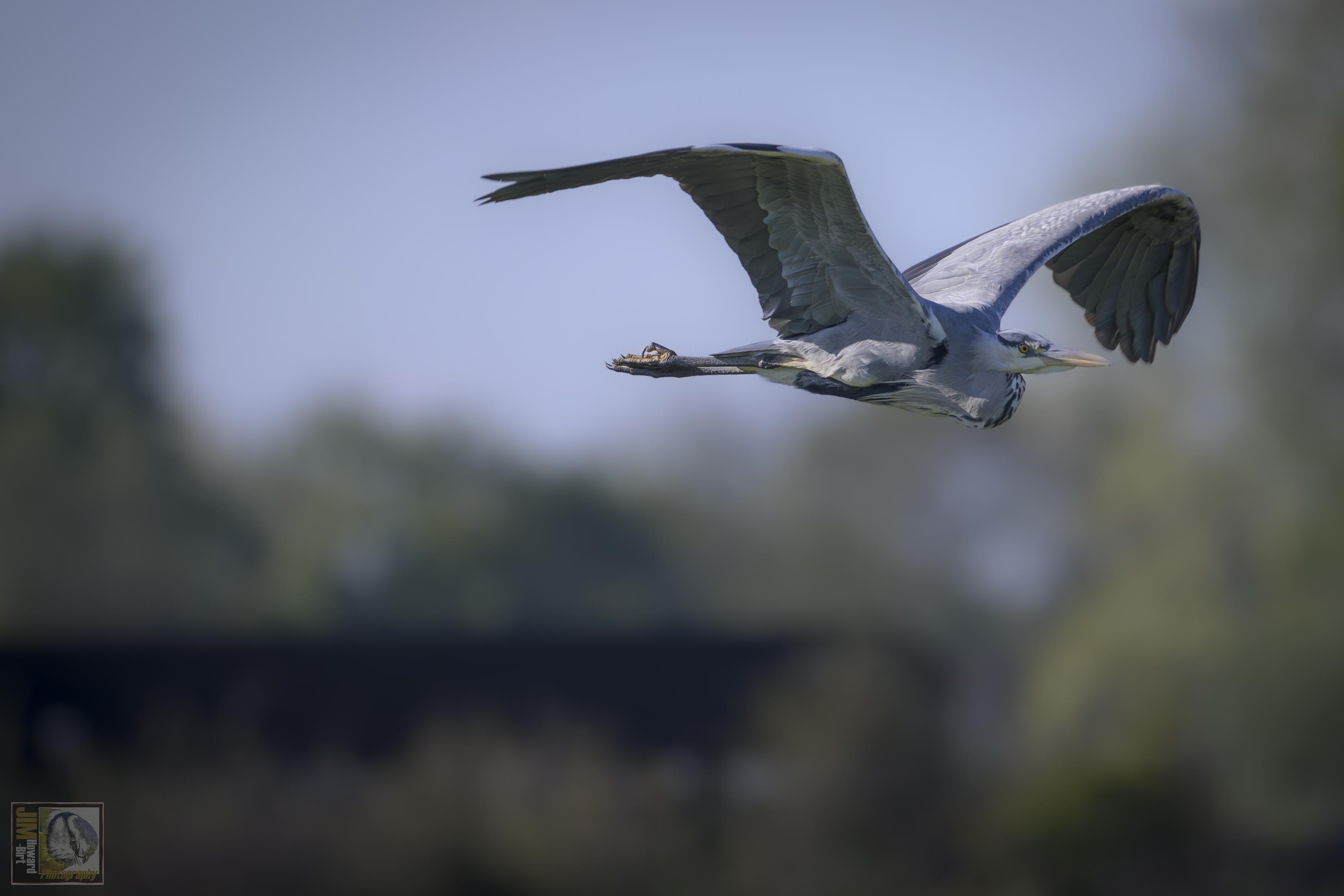 A prehistoric bird in flight