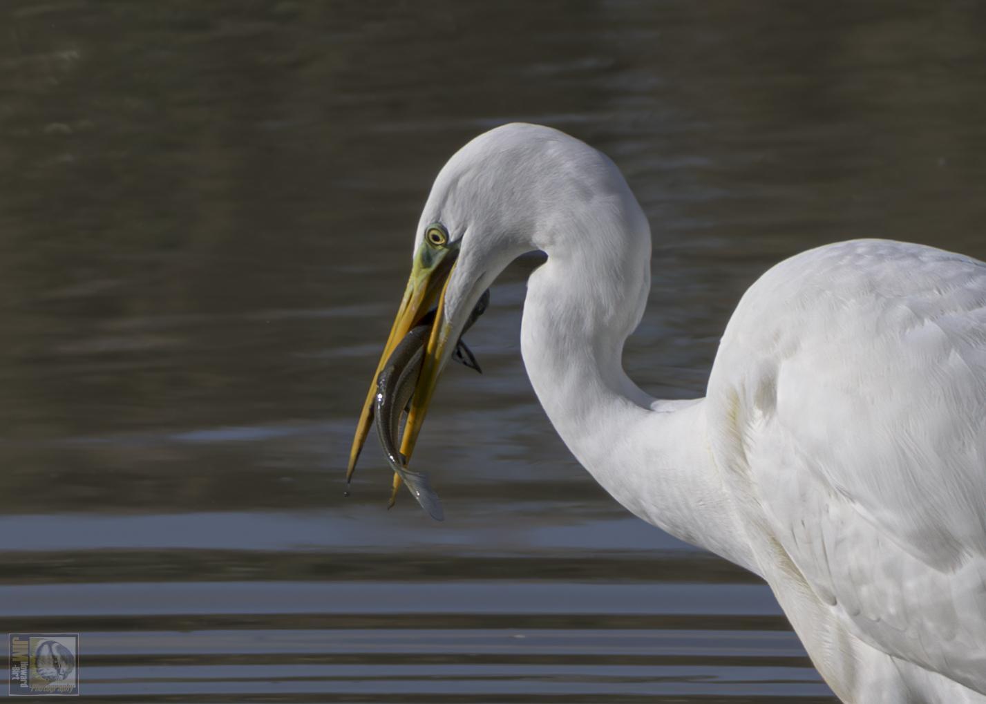 a white heron with a fish in its beak