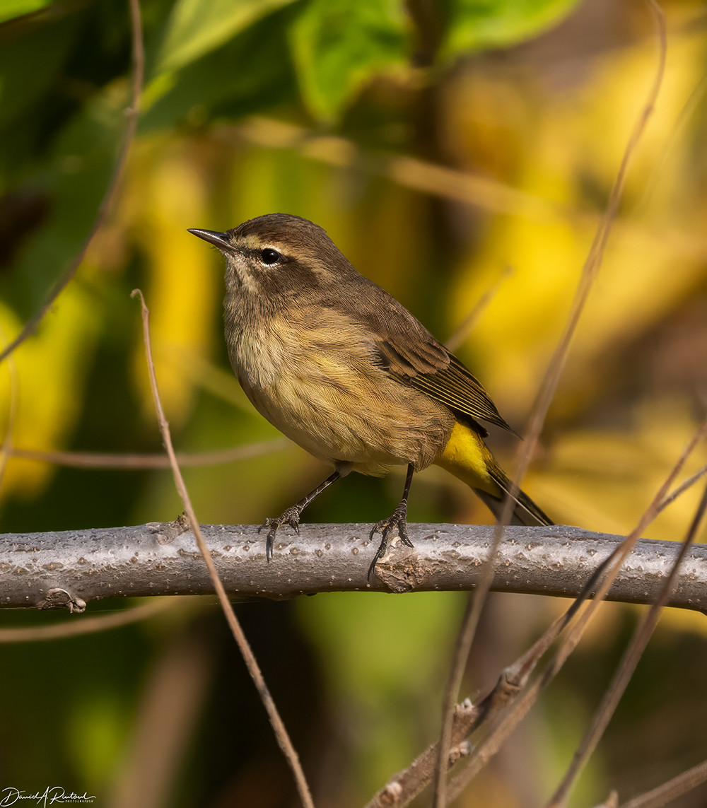 small bird with brown crown, streaky chest, and yellow undertail coverts, perched on a horizontal twig