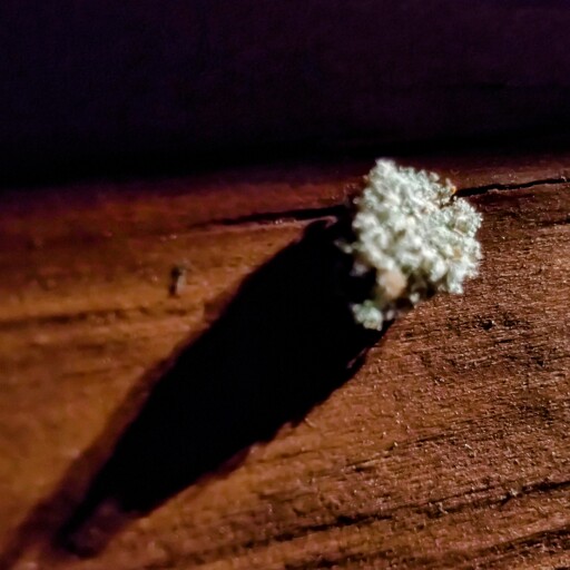 Macro shot of what seems like just a small piece of Lichen on some stained wood with a long shadow.