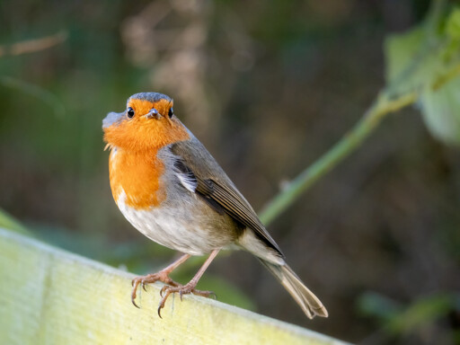 A European Robin perched on a fence, feathers lifted up by wind