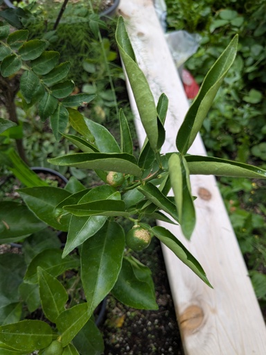 Sudachi with pale spots on fruit and curling leaves