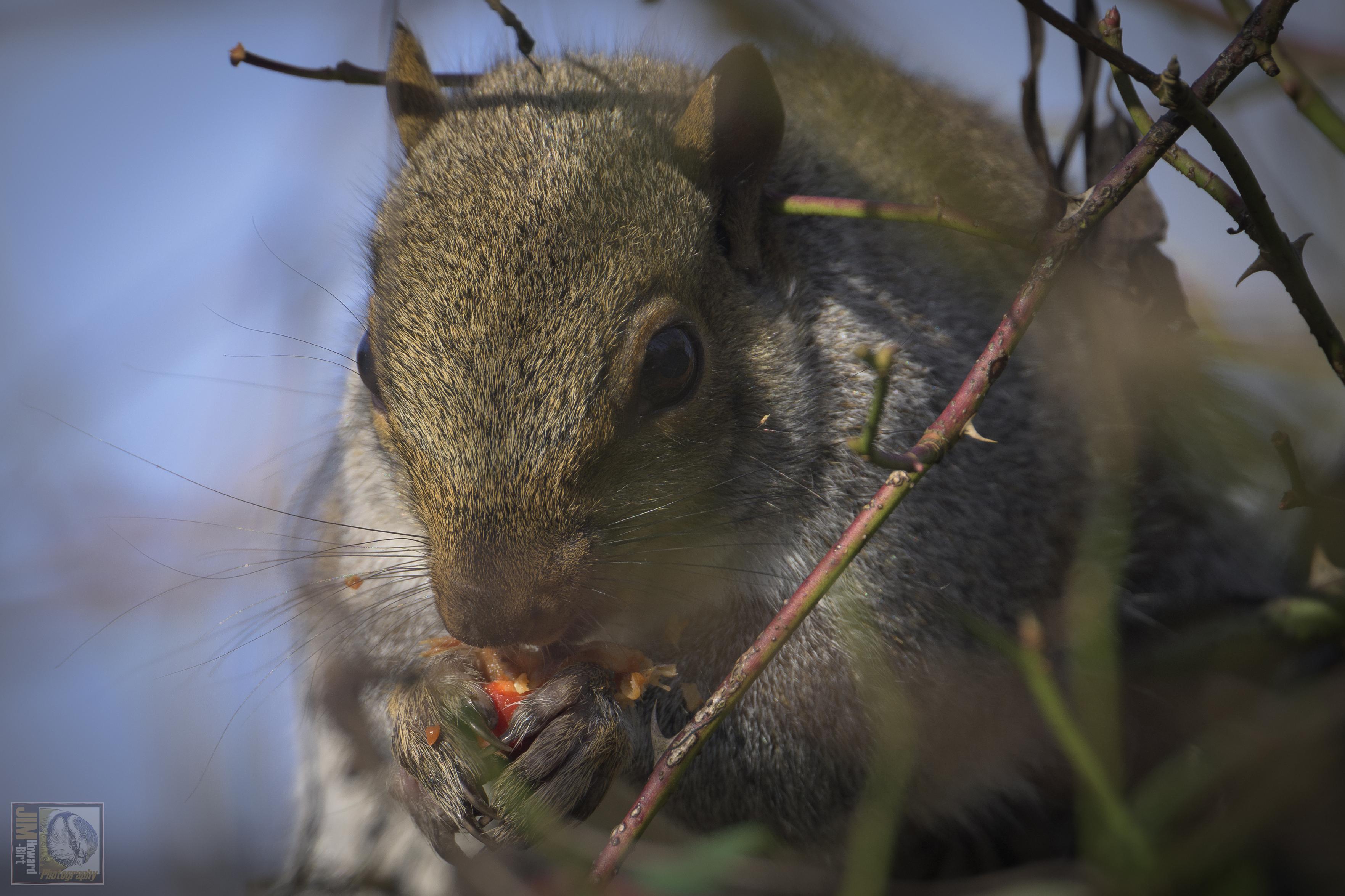 a Squirrels clasping a small red fruit/berry in its paws