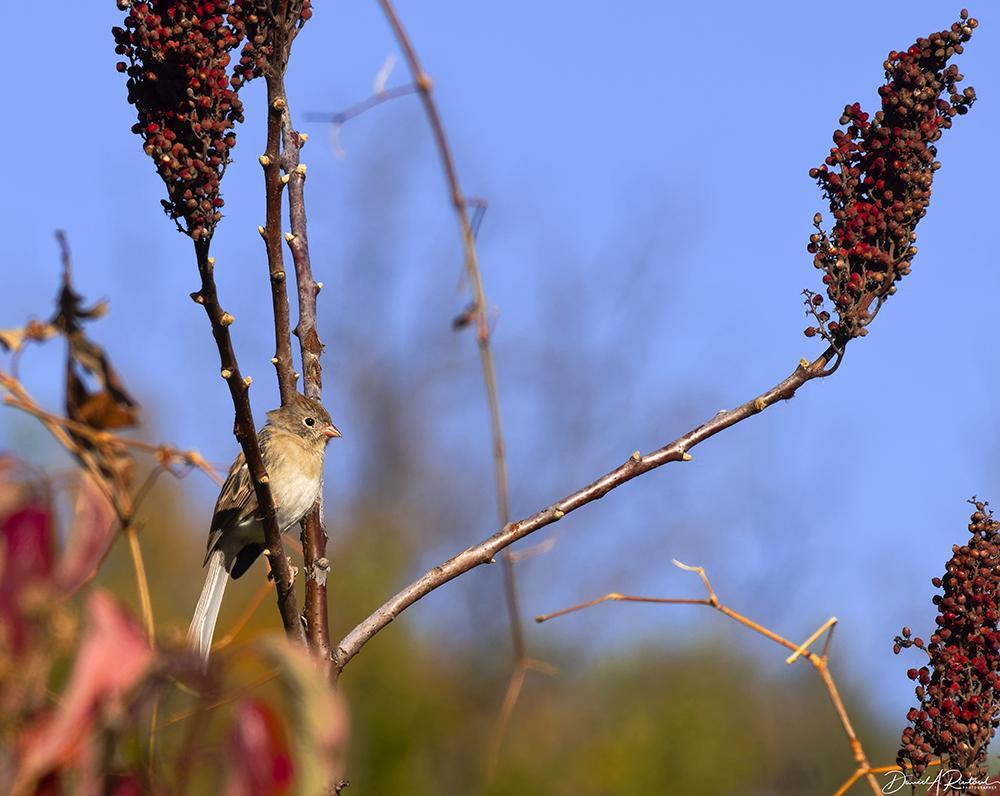 Small pale bird with pink bill and bright white eye ring, perched in a background of brown, red, and yellow fall colors