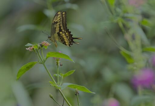 On a sunny day, a very large yellow and black swallowtail with, yep, two "tails" on its lower wings is feeding on a lantana flower. In the background is the blurred green and pink of more flowers. Time & place: Cocachimba, Peru. Refugio del Colibrí Espátula.  Nov 2024. Photo by Peachfront. I saw other large swallowtails at Huembo and Arena Blanca but who knows if they're the same species, could be... :shrug: