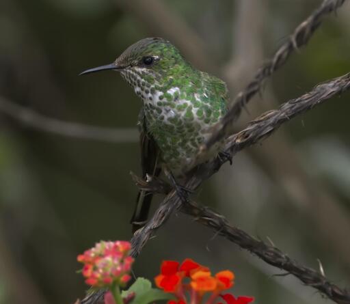 An alert green hummingbird with a heavily spotted throat and belly is turned to study the viewer. A key field mark doesn't really show from this angle but I will come back later to reveal the identification. Huembo, Peru. Photo by Peachfront. Nov 2024.