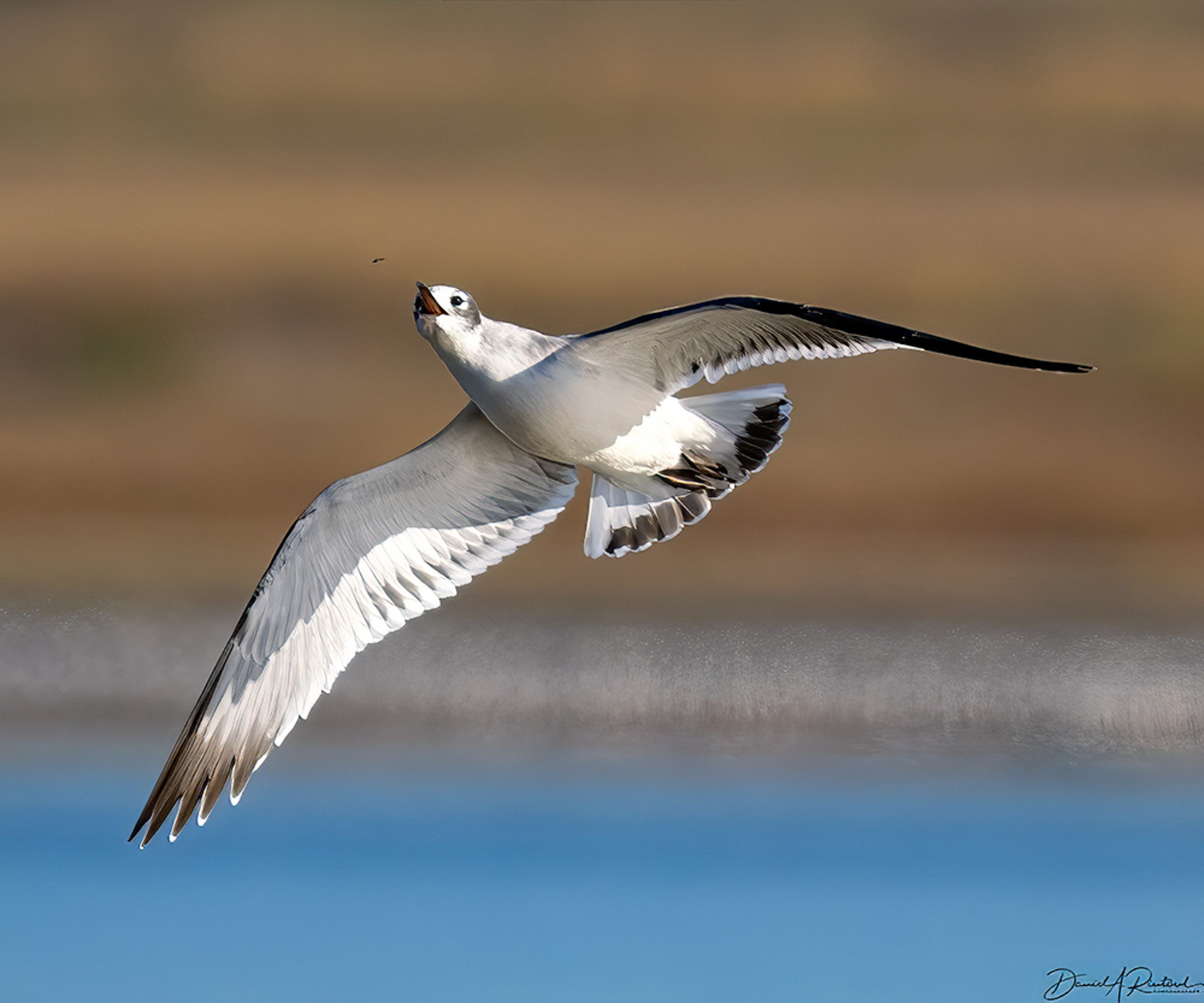 Long-winged mostly white bird with black terminal tail band and reddish mouth lining, in flight trying to catch an insect