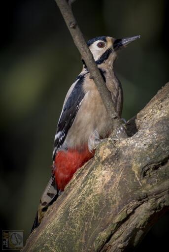 a black cream and red woodpecker perched on a trunk and slightly obscured by a branch